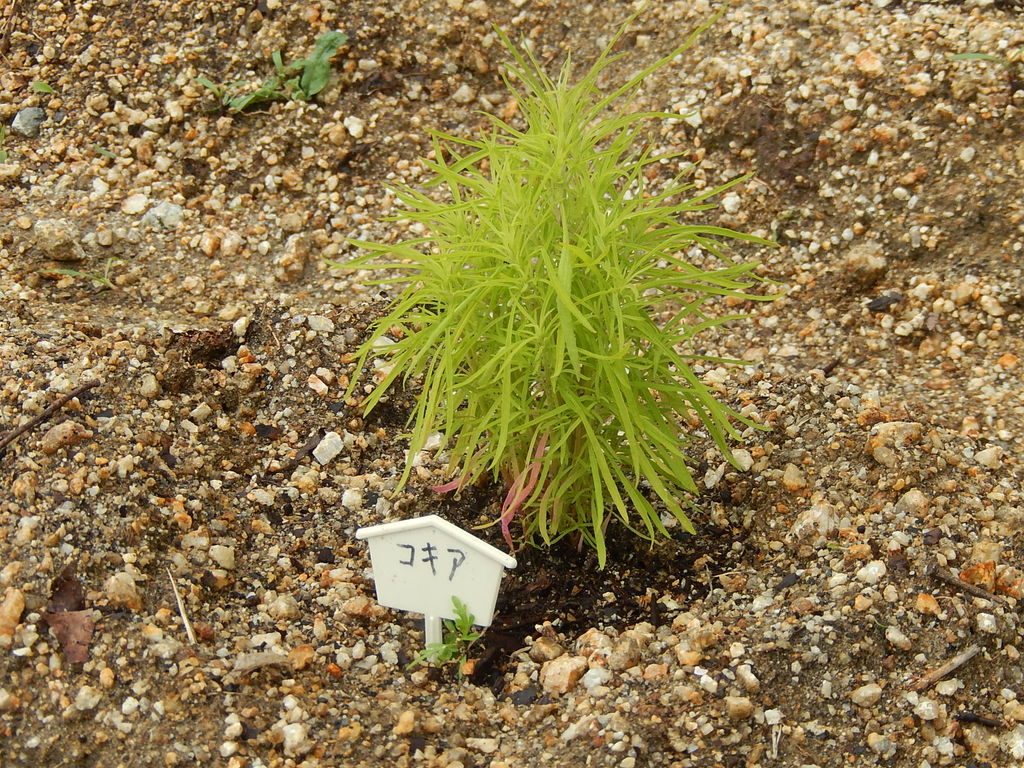 やつば池散歩道にコキアの苗が植えられました やつば池散歩道 豊田市 のブログ