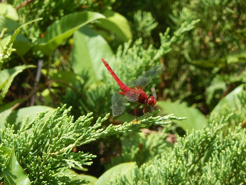 DSCN3884