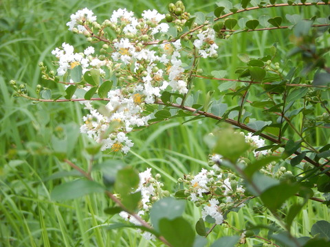 DSCN5763