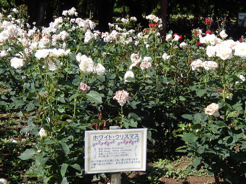 DSCN9767