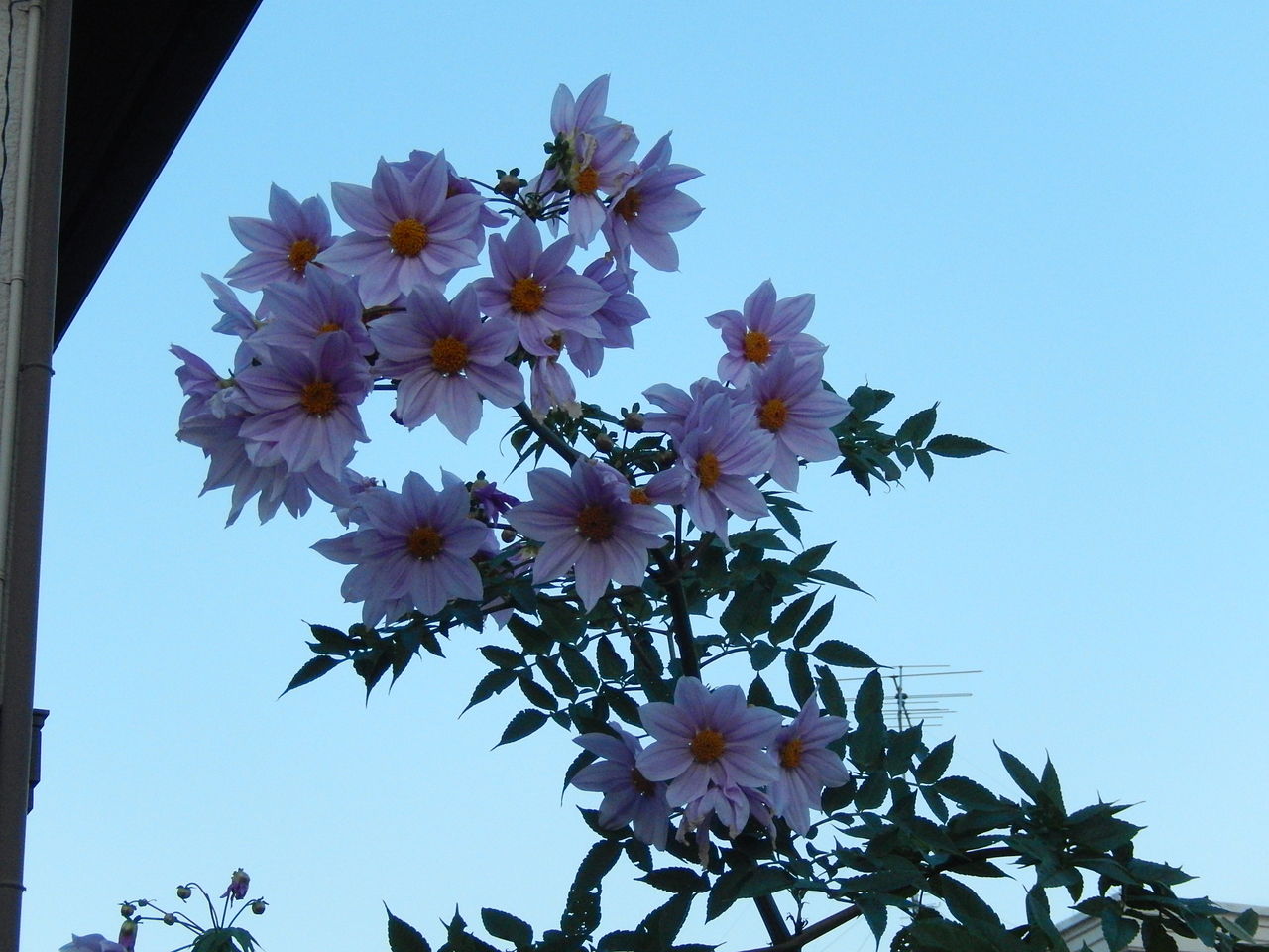 町中散歩の家々に咲く皇帝ダリア やつば池散歩道 豊田市 のブログ 町中散歩の家々に咲く皇帝ダリア やつば池散歩道 豊田市 のブログ