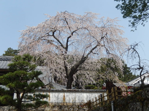 DSCN2244