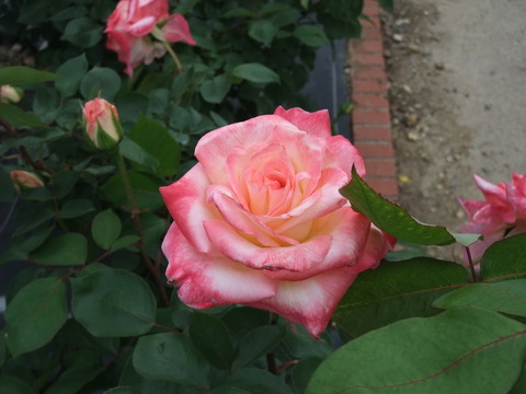 DSCF0082