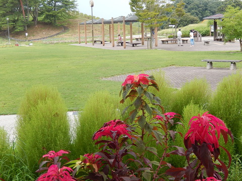 DSCN7524