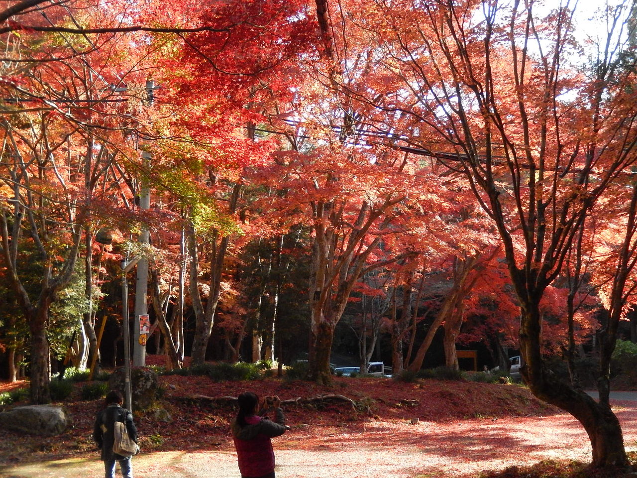 猿投神社紅葉林のもみじが見頃です 14 11 27 やつば池散歩道 豊田市 のブログ 猿投神社紅葉林のもみじが見頃です 14 11 27 やつば池散歩道 豊田市 のブログ