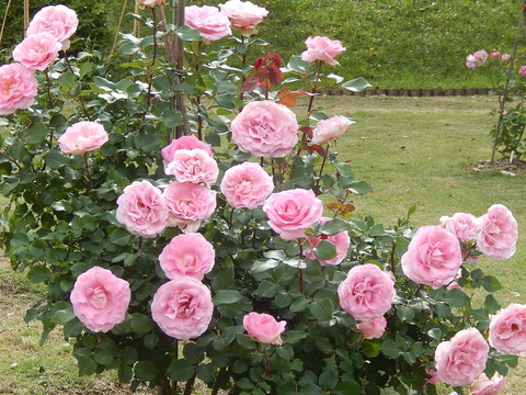 DSCN3937