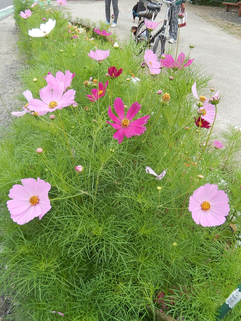５月に咲くやつば池散歩道のコスモスの花 やつば池散歩道 豊田市 のブログ