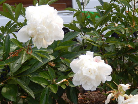 DSCN3790