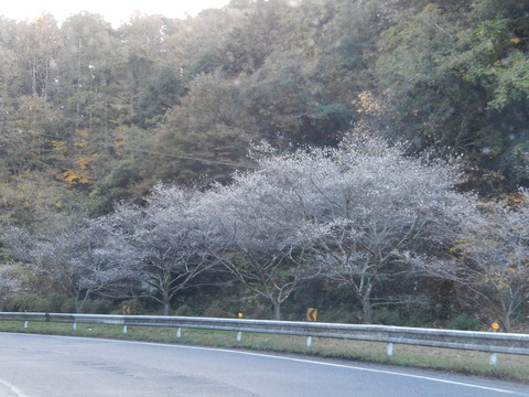DSCN8880