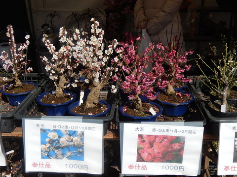 DSCN0762