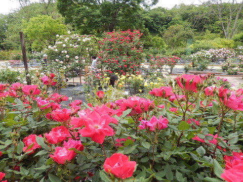 DSCN9501