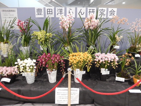 DSCN8700