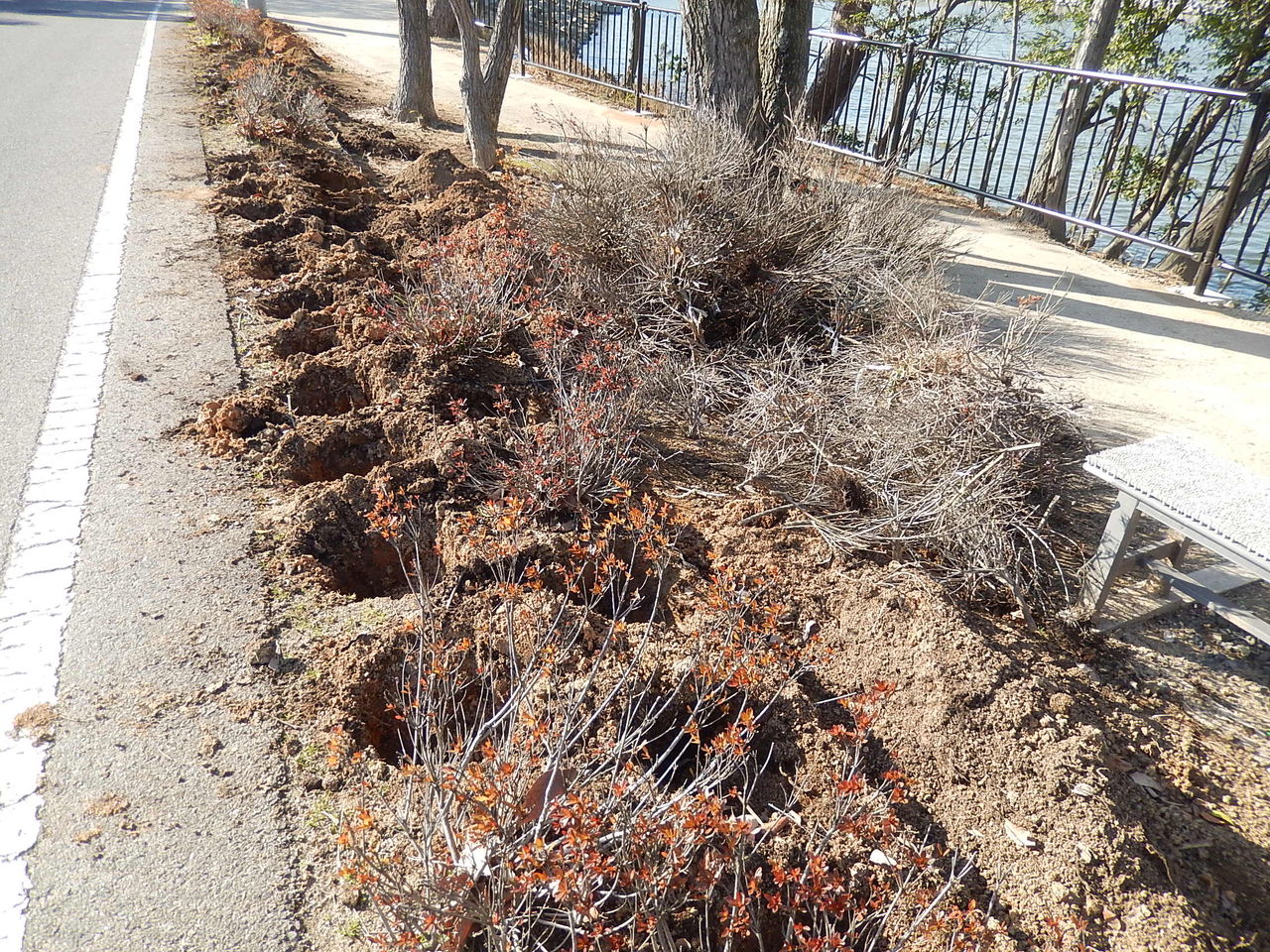 やつば池散歩道のサツキの植え替え やつば池散歩道 豊田市 のブログ