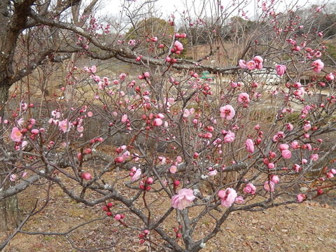 DSCN1535
