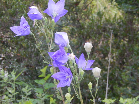 DSCN4964
