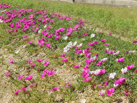 DSCN6064