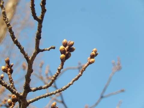 DSCN2086