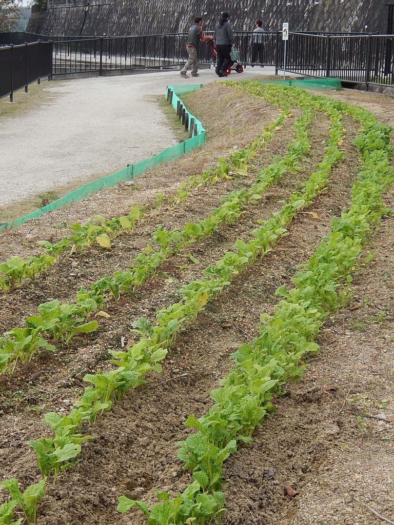 やつば池散歩道の菜の花が育っています やつば池散歩道 豊田市 のブログ