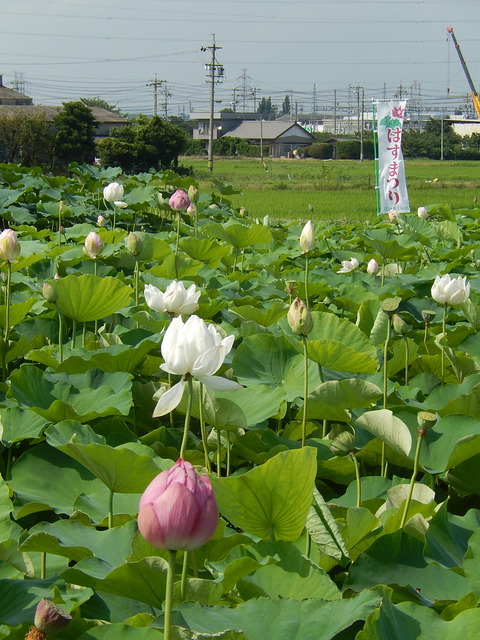 DSCN4133