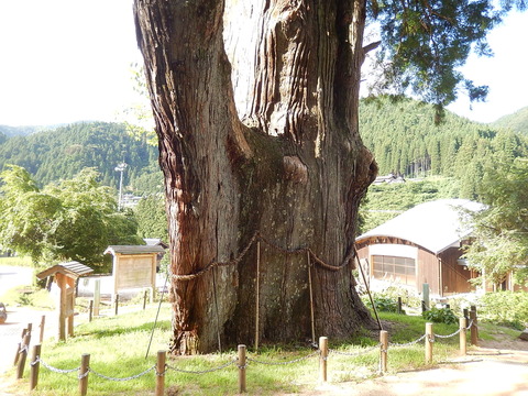 DSCN5137
