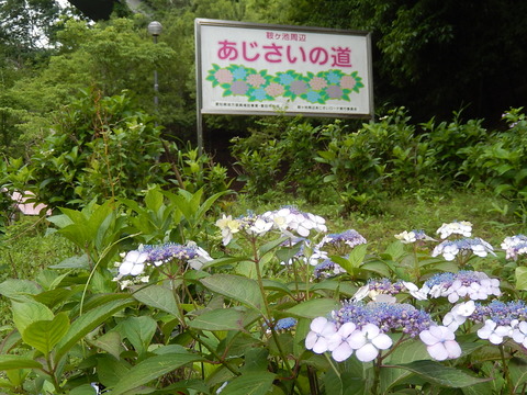 DSCN3896