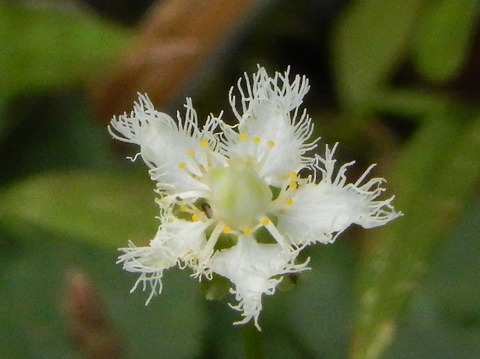 DSCN7208 (2)