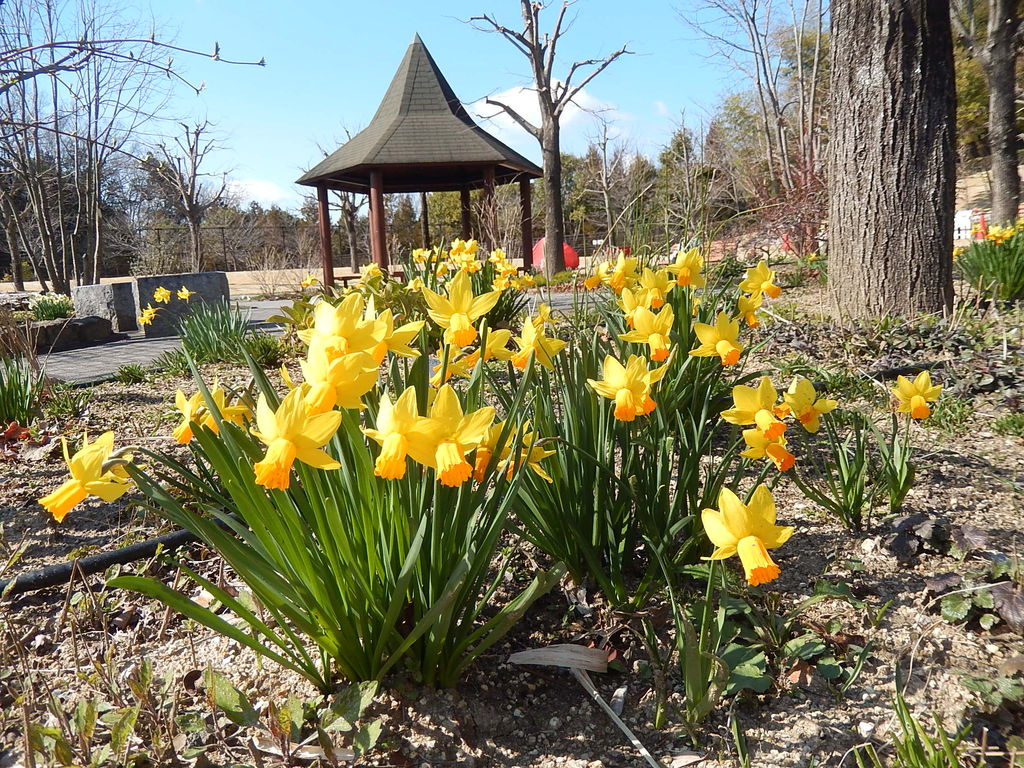 スイセンの花が楽しめる鞍ヶ池公園の英国庭園 やつば池散歩道 豊田市 のブログ