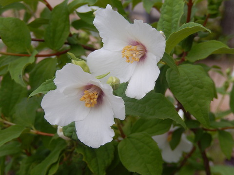 DSCN3892