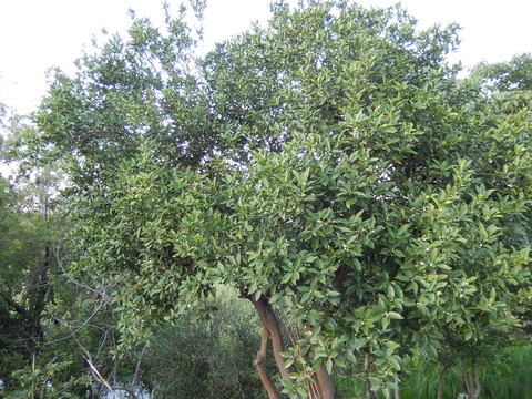 DSCN5400