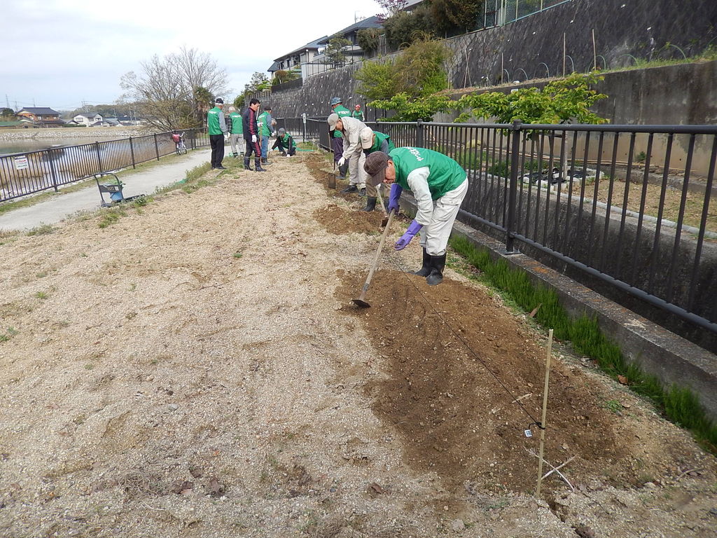やつば池散歩道の畑でサツマイモの苗の植え付け やつば池散歩道 豊田市 のブログ やつば池散歩道の畑でサツマイモの苗の植え付け やつば池散歩道 豊田市 のブログ
