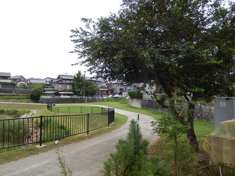 DSCN5533