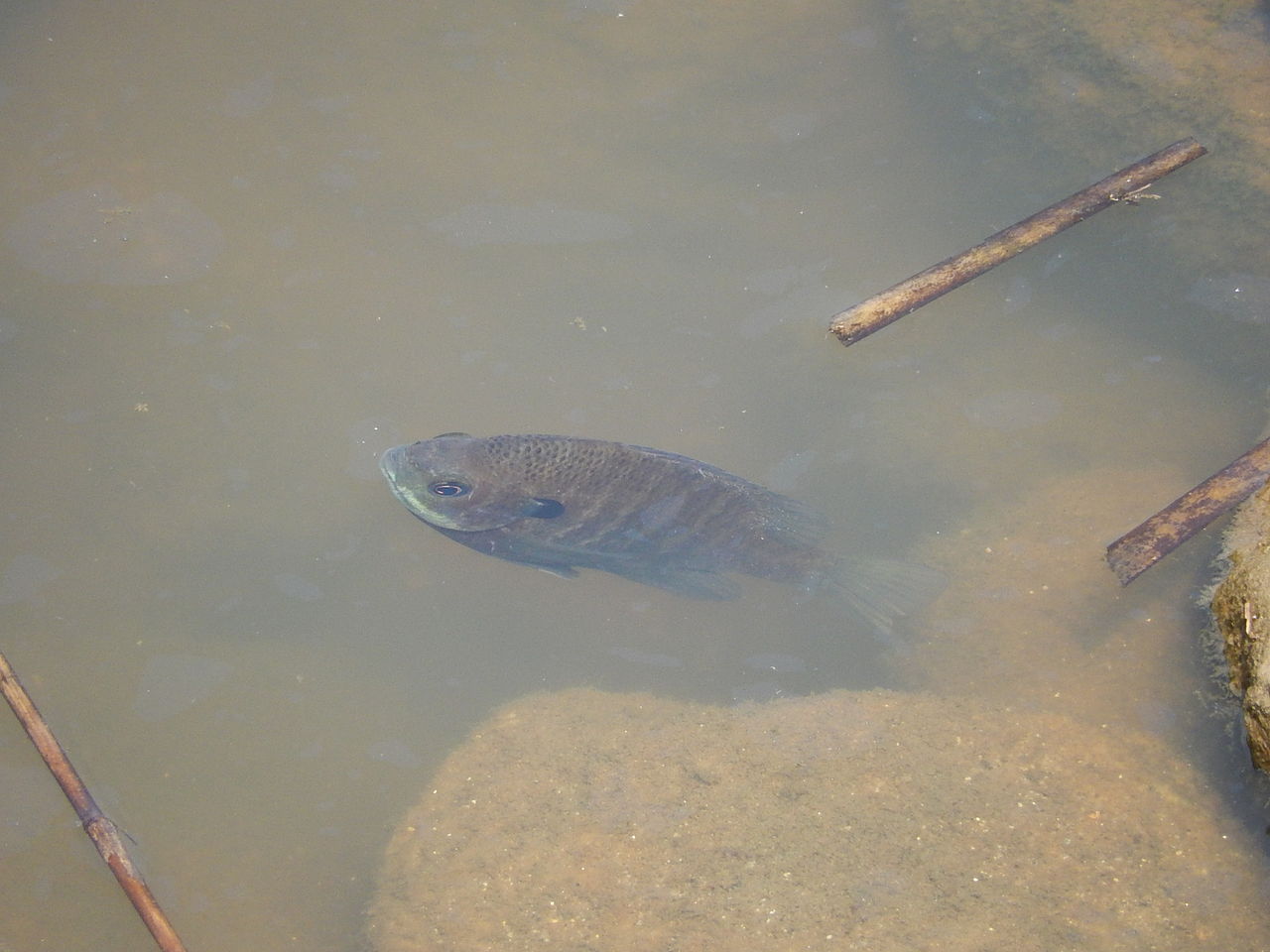 八ツ谷池の水辺に泳ぐ魚の群れの正体は やつば池散歩道 豊田市 のブログ