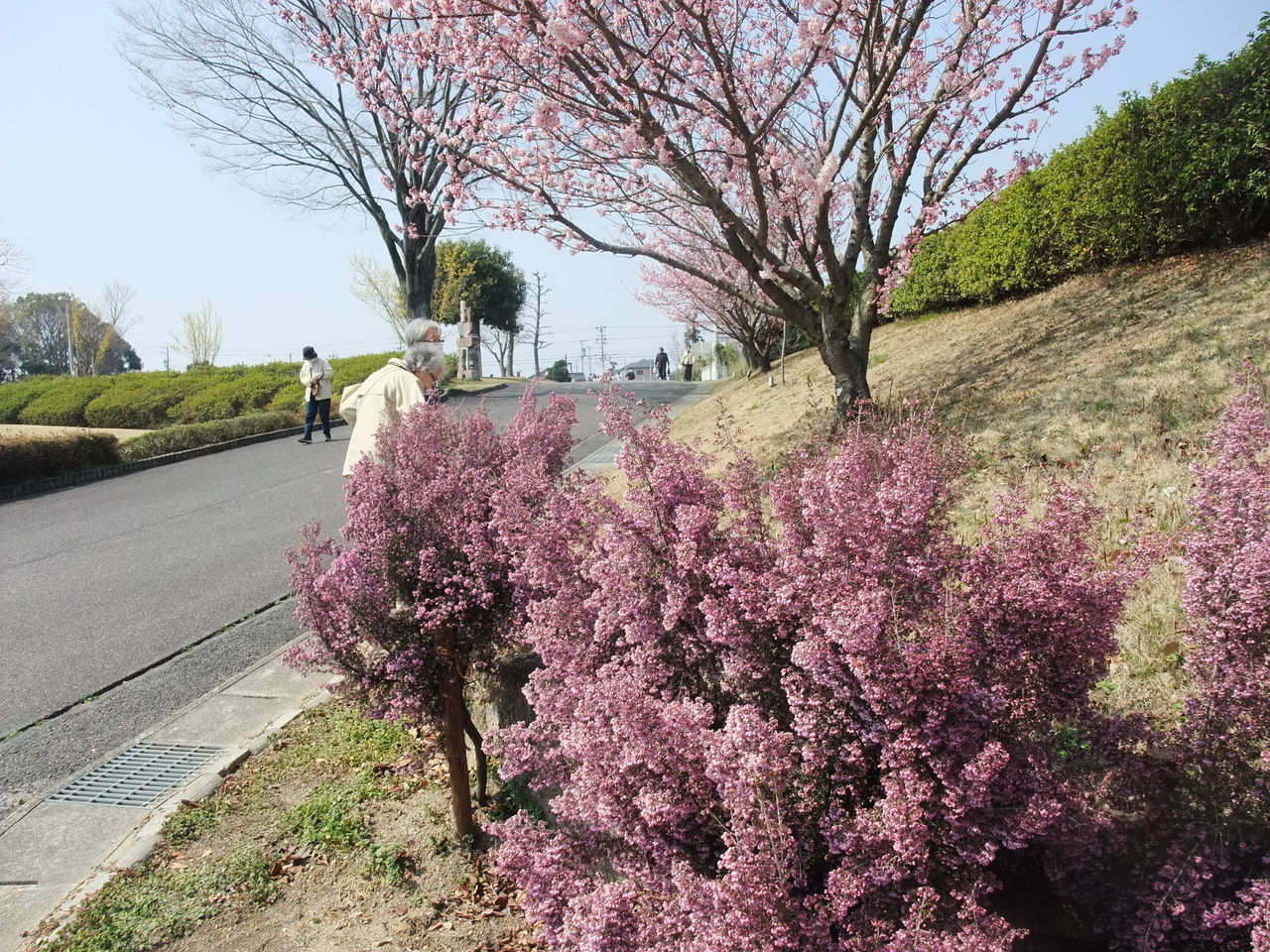 エリカの花の咲くころ 豊田市西山公園 やつば池散歩道 豊田市 のブログ