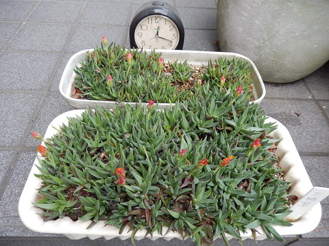 DSCN1615