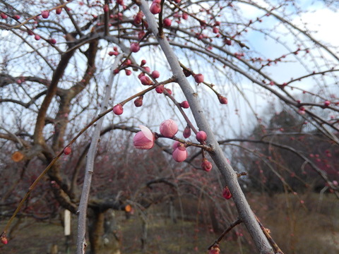 DSCN8233