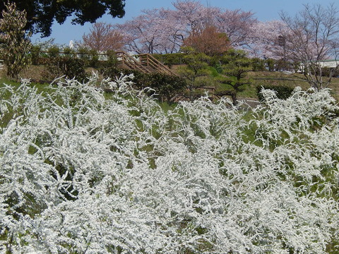 DSCN9951