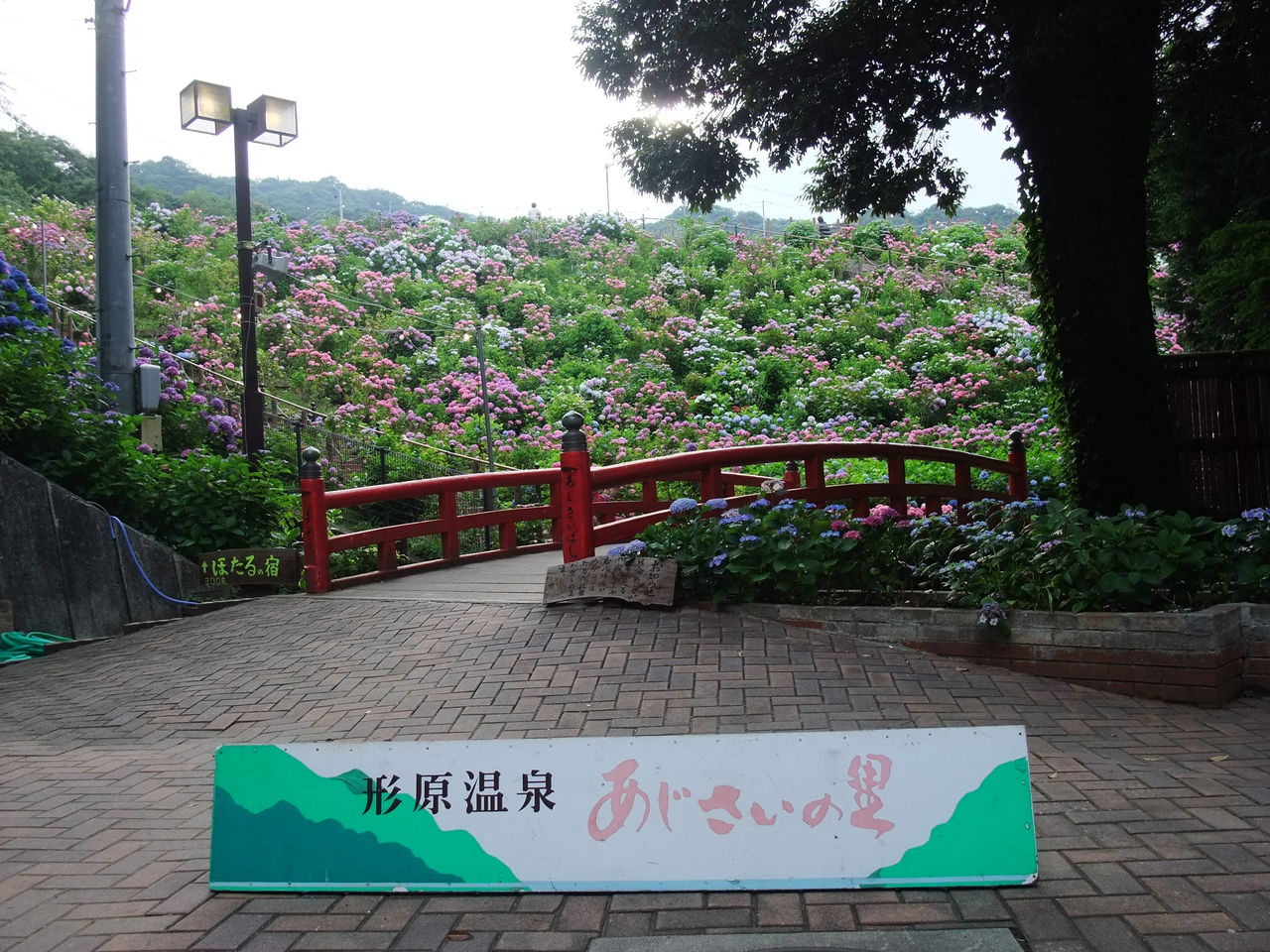 蒲郡市の形原あじさいの里のあじさい祭り やつば池散歩道 豊田市 のブログ