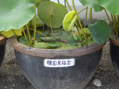DSCN3548