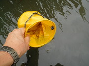 タナゴリリース