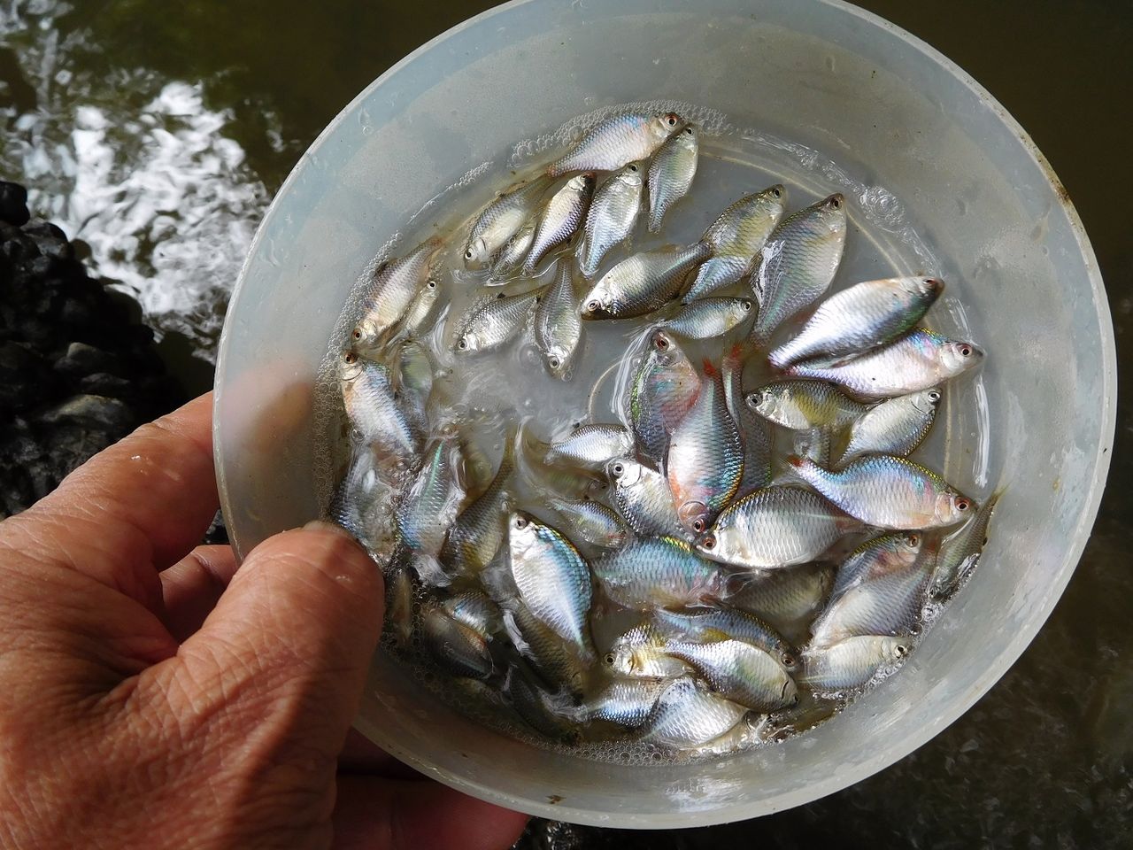 タナゴ仕掛けのテスト釣行 やまめ１１０番