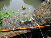 タナゴ野釣り (タナゴ)