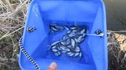タナゴ釣り