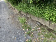 アカミミガメ産卵