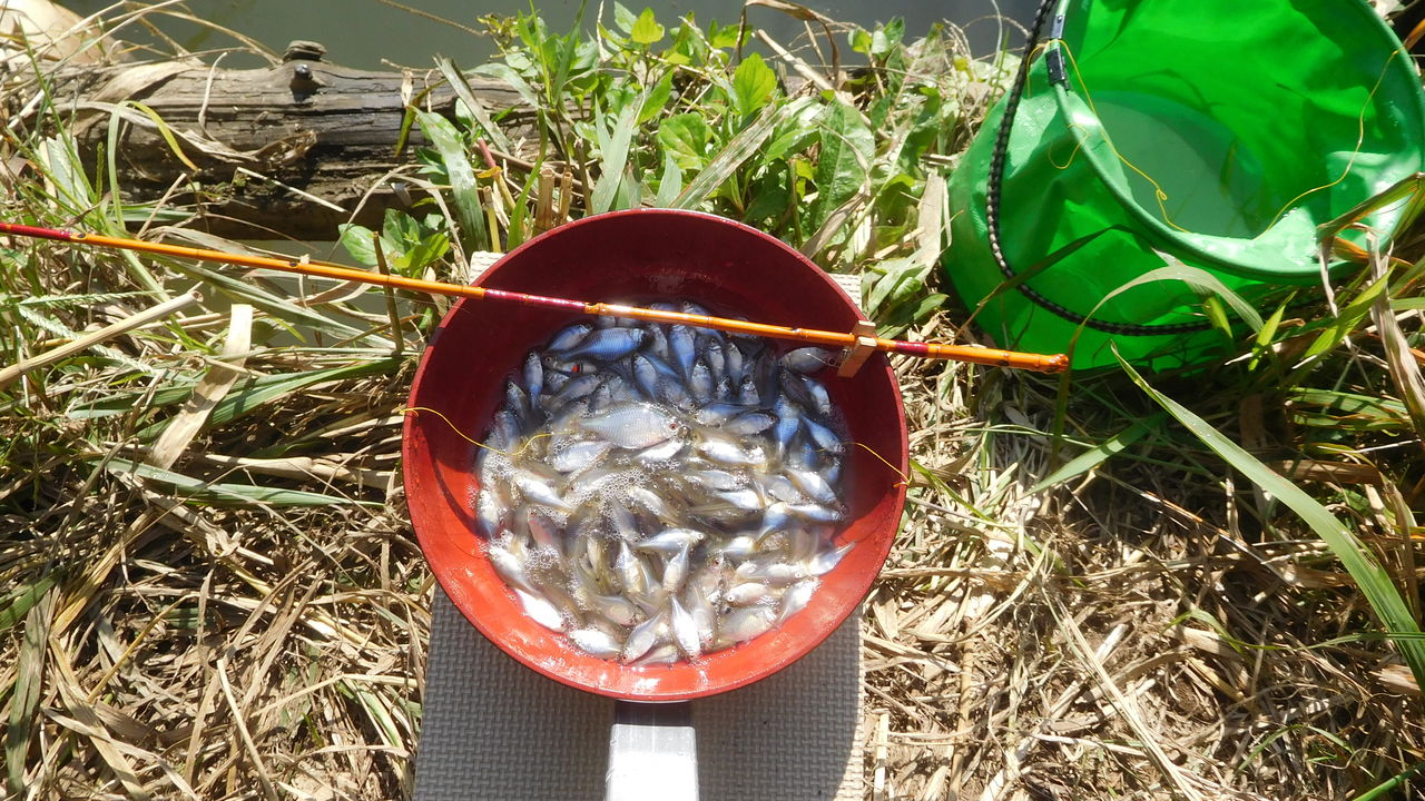 やまめ110番 暖かい日のタナゴ釣り やまめ110番 暖かい日のタナゴ釣り