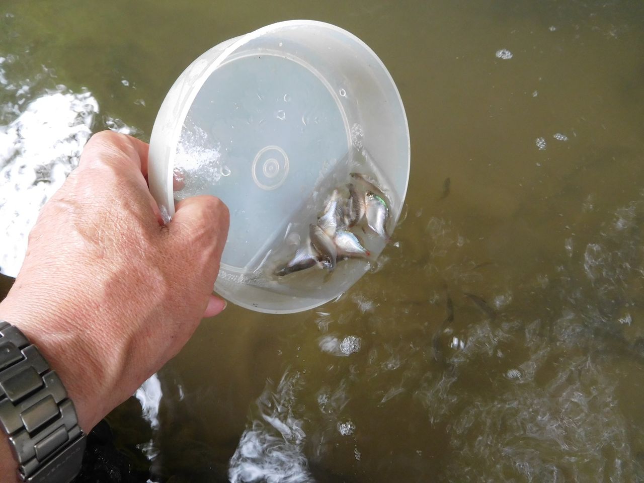 タナゴ仕掛けのテスト釣行 やまめ１１０番