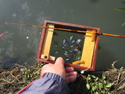 タナゴ釣り入魂