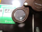 新半月タナゴ針