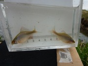 タイリクバラタナゴ