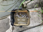タナゴ釣り (2)