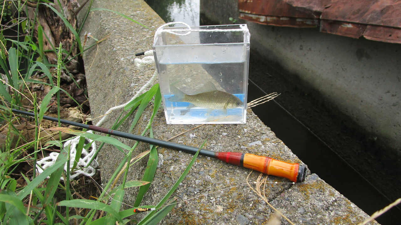 いつもの場所で鮒釣り : やまめ110番